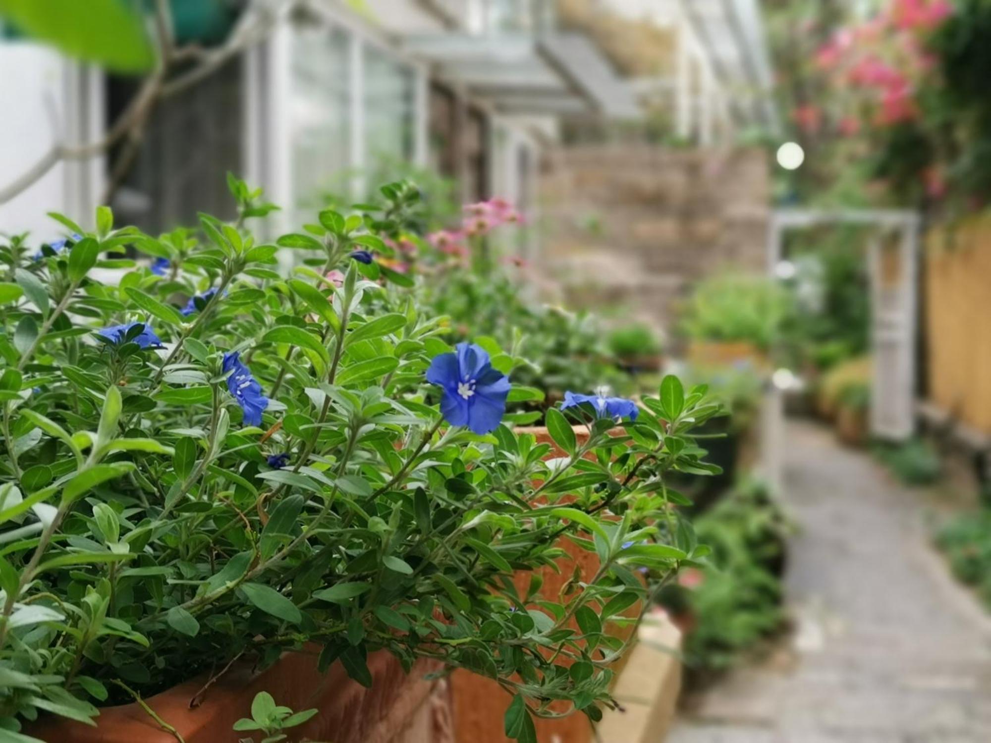 Shenzhen No'6 Garden Villa --French Window With Garden View,Close To Sea World &Shekou Ferry Port &K11 Ecoast &Subway Nearby ,Offer Western Food And Coffee &English Speaking With Tour Services Ngoại thất bức ảnh